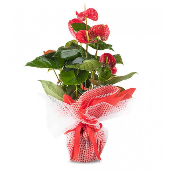 Anthurium Saksı Çiçeği (Büyük Boy)